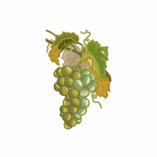 Ilustración vectorial de la uva