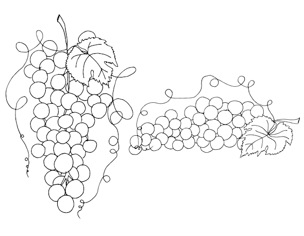 Ilustración vectorial de uvas de frutas Pintura dibujada a mano sobre fondo blanco Liner