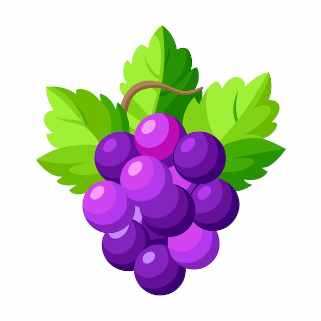 Vector ilustración vectorial de las uvas