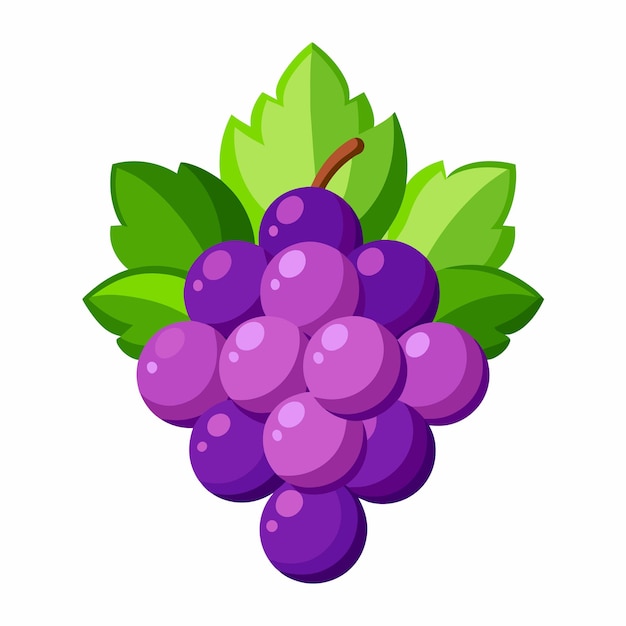 Vector ilustración vectorial de las uvas