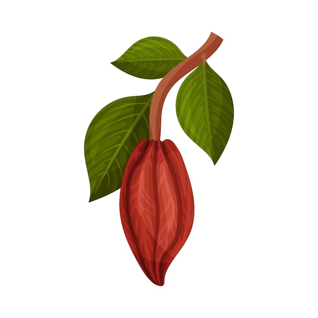 Ilustración vectorial de una vaina entera de cacao colgando de una rama de árbol