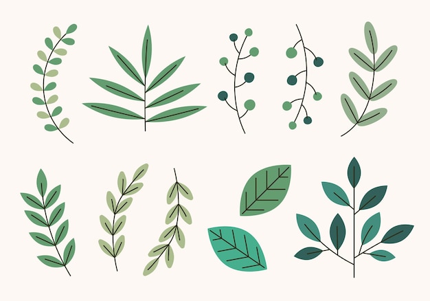 Vector ilustración vectorial de varias hojas y hojas adecuadas para la decoración de flores o plantas