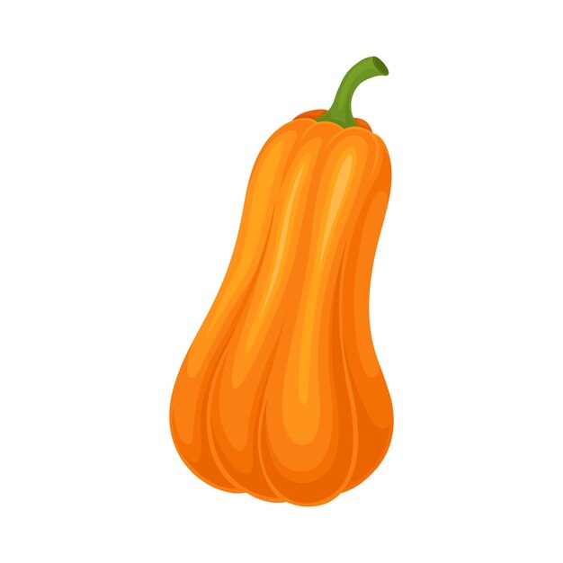 Ilustración vectorial de verduras de calabaza naranja aisladas en un fondo blanco