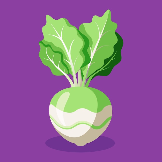 Ilustración vectorial de las verduras de kohlrabi de estilo plano