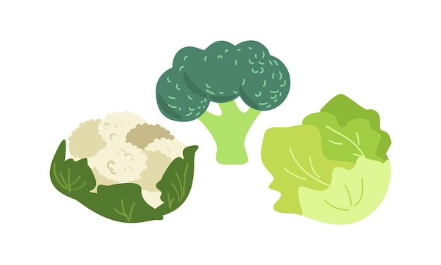 Ilustración vectorial verduras verdes brócoli coliflor y repollo vitaminas estacionales