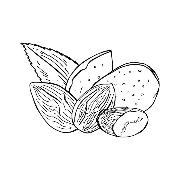 Vector ilustración vectorial vintage de semillas de almendras en estilo de grabado boceto dibujado a mano de nueces sin cáscara completas y medias