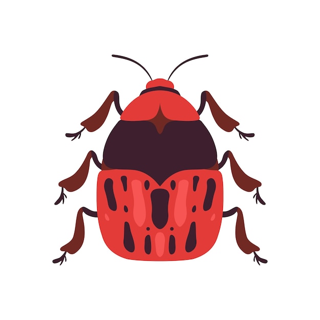 Ilustración vectorial de vista superior del insecto soldado rojo sobre fondo blanco