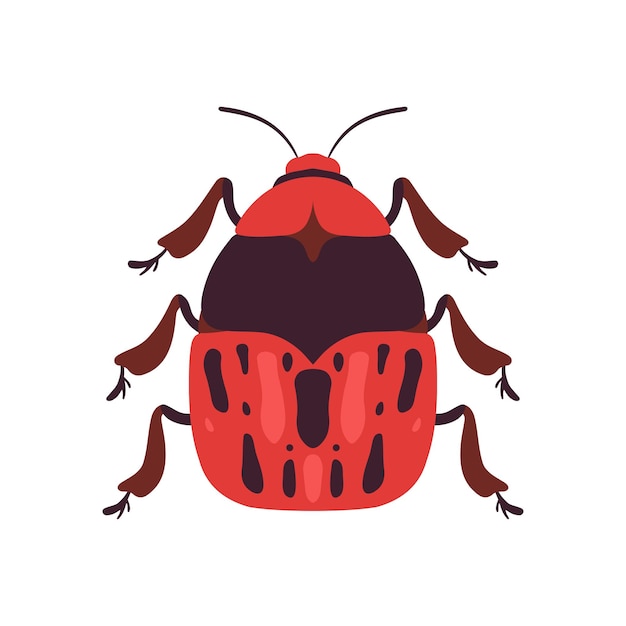 Ilustración vectorial de vista superior del insecto soldado rojo sobre fondo blanco