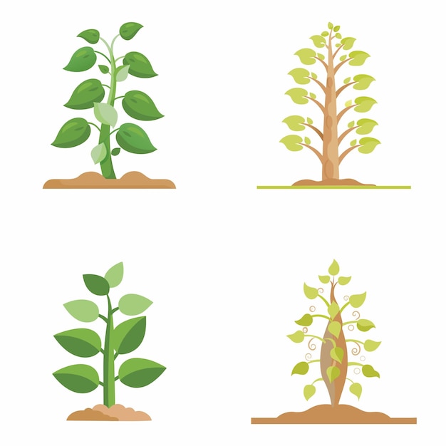 Ilustración Vectorización Conjunto de tallo de frijol y crecimiento de plantas para temas agrícolas y botánicos