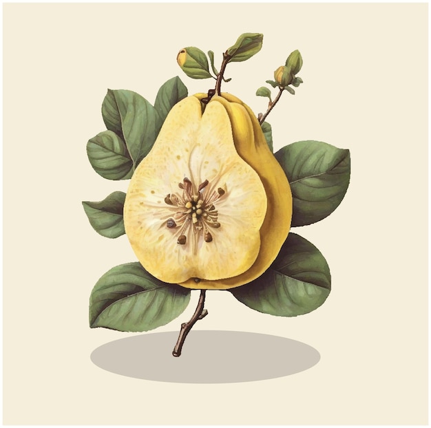 Vector ilustración de una vendimia de quince fruit 03