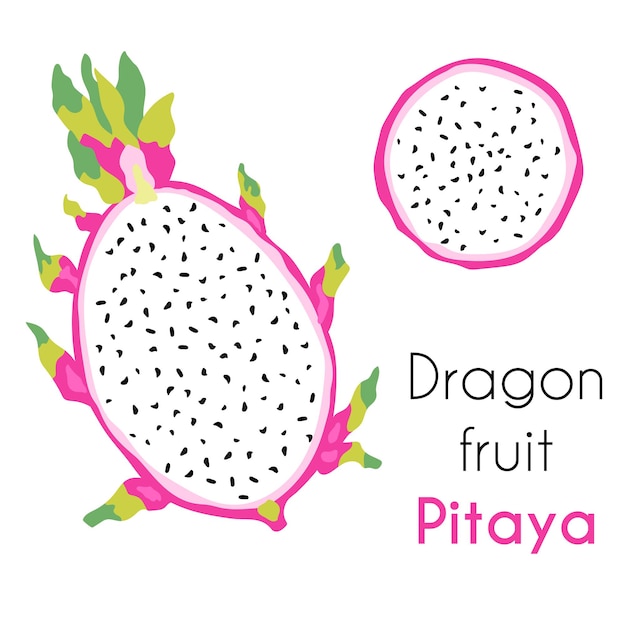 Ilustración de verano de pitaya de frutas tropicales exóticas.