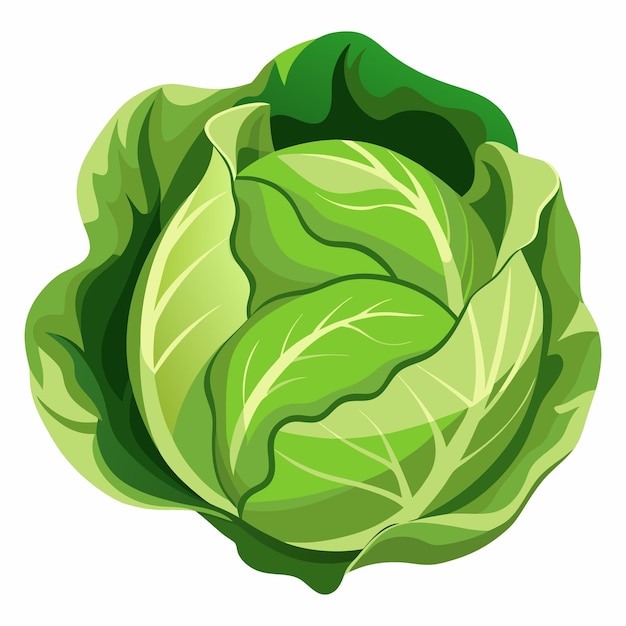 Ilustración de verduras orgánicas frescas de la cabeza de repollo verde