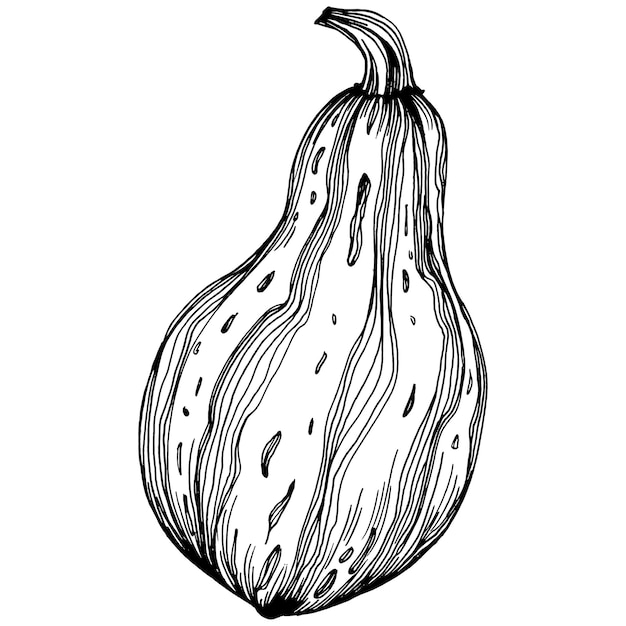 Ilustración vintage dibujada a mano de calabaza