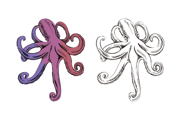 Ilustración vintage dibujada a mano de un pulpo con tentáculos extendidos en color púrpura y boceto de tinta