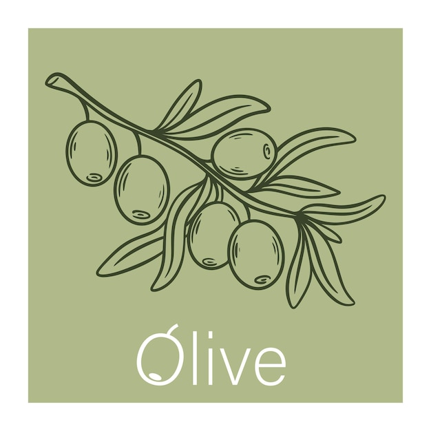 Ilustración vintage dibujada a mano de una rama de olivo joven con frutos maduros