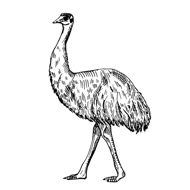 Ilustración vintage de emu sobre fondo blanco aislado Animal de dibujo vectorial de Australia