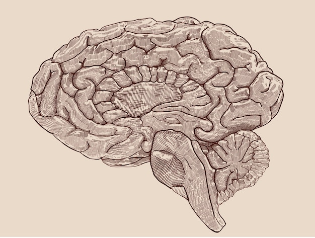 Vector ilustración vintage del hemisferio cerebral humano con pluma y tinta en el lado lateral