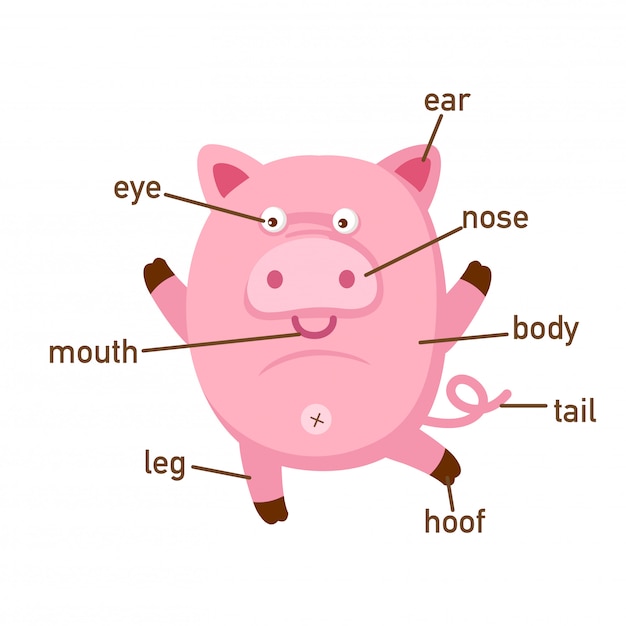 Vector ilustración del vocabulario de cerdo parte de body.vector.