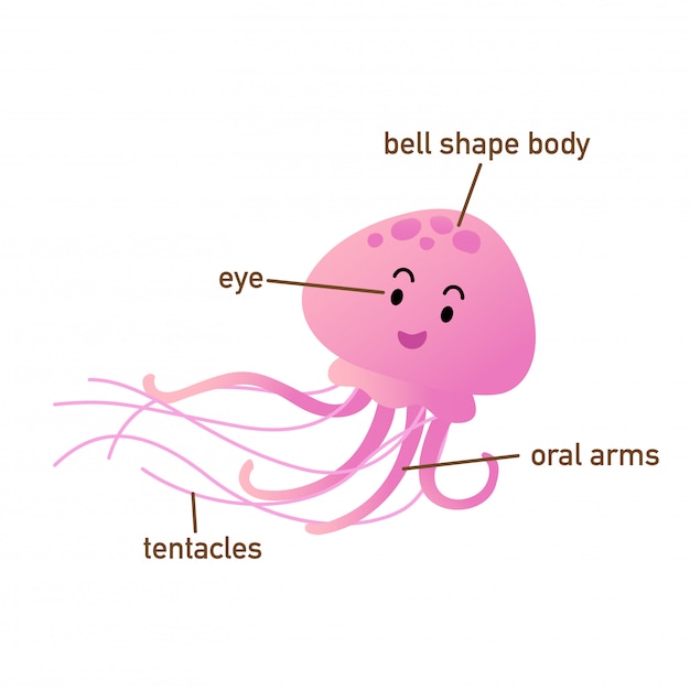 Ilustración del vocabulario de medusas parte de body.vector