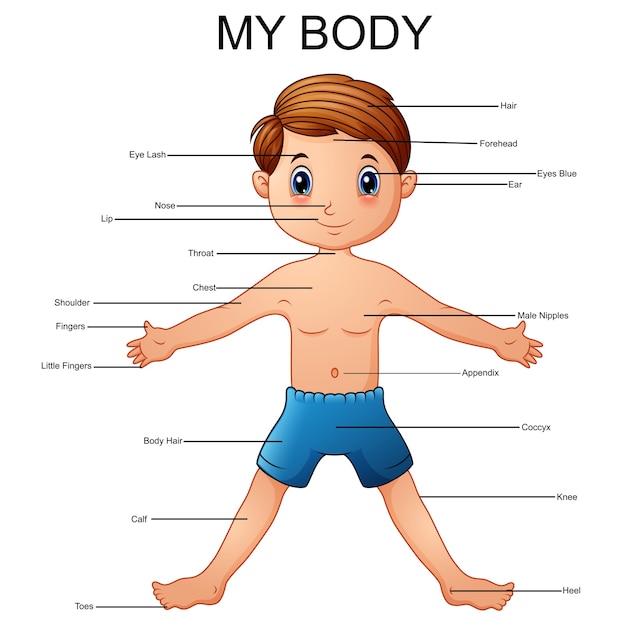 Ilustración del vocabulario parte del cuerpo