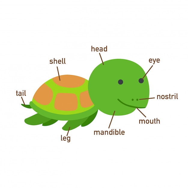 Ilustración del vocabulario de tortuga parte de body.vector.