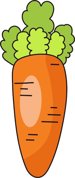 Vector ilustración de zanahoria fresca