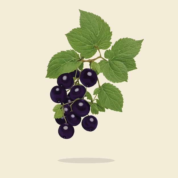 Ilustracióndevintagefrescogrosella negrafruta01
