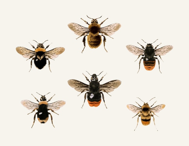 Vector ilustraciones de abejas vintage