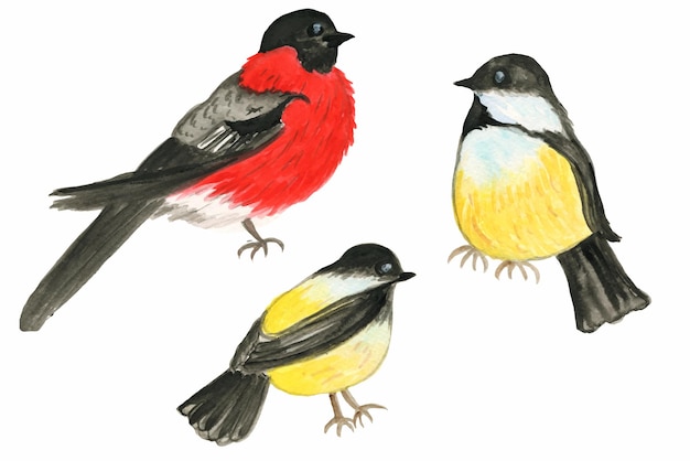 Ilustraciones en acuarela de aves del bosque tit camachuelo faisán multicolor