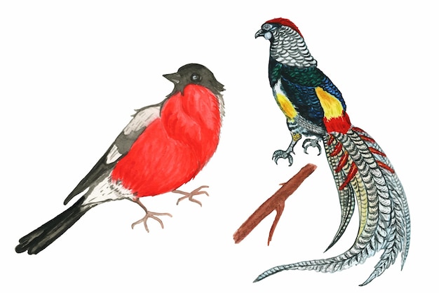 Vector ilustraciones en acuarela de aves del bosque tit camachuelo faisán multicolor