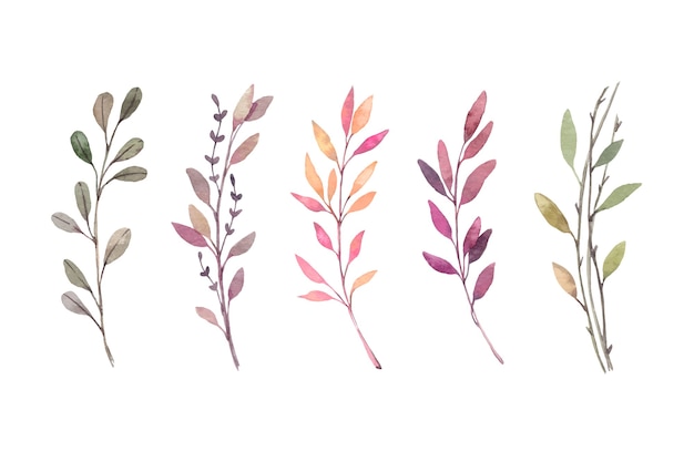 Vector ilustraciones en acuarela. clipart botánico de otoño. conjunto de ramas, hierbas y hojas de otoño