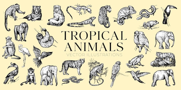 Vector ilustraciones de animales tropicales dibujadas a mano animales de la selva dibujo conjunto de colección tropical de la selva