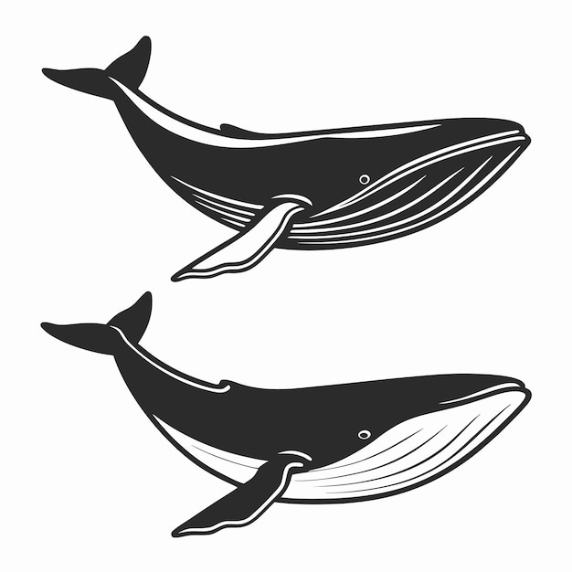 Ilustraciones de las ballenas