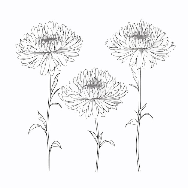 Ilustraciones botánicas de crisantemo en estilo de contorno perfectas para diseños con temas naturales