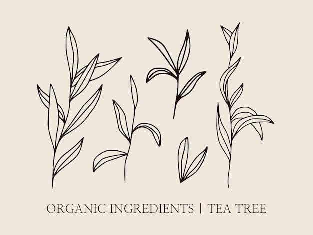Ilustraciones botánicas dibujadas a mano del árbol del té. Conjunto lineal de ilustración vectorial elegante