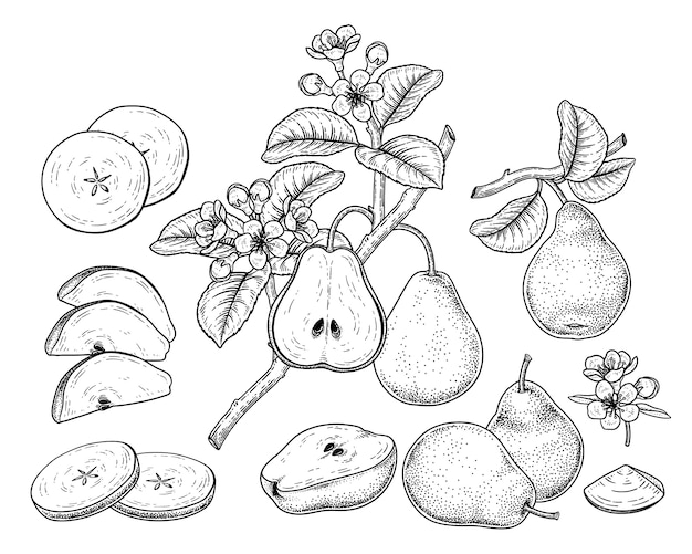Ilustraciones botánicas dibujadas a mano