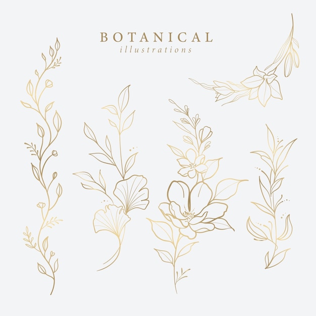 Ilustraciones botánicas leaf flower gold line art