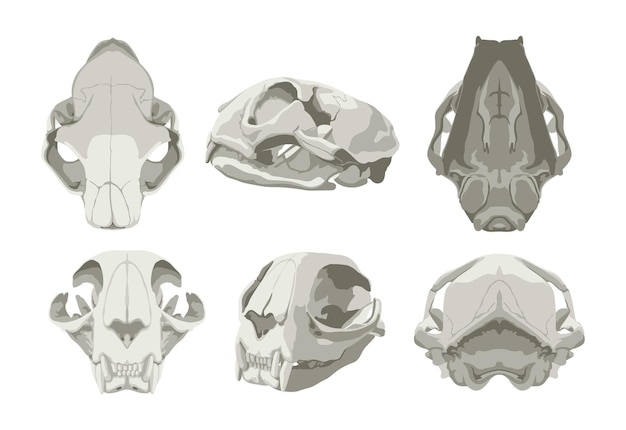 Ilustraciones del cráneo de un gato en varias proyecciones.