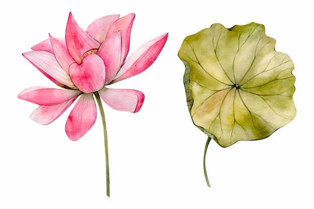 Ilustraciones de flor de loto de acuarela rosa aisladas en blanco Clipart floral de nenúfar de acuarela