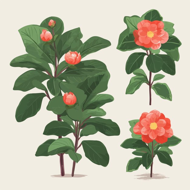 Vector estas ilustraciones de flores de camelia seguramente harán que su proyecto cobre vida.