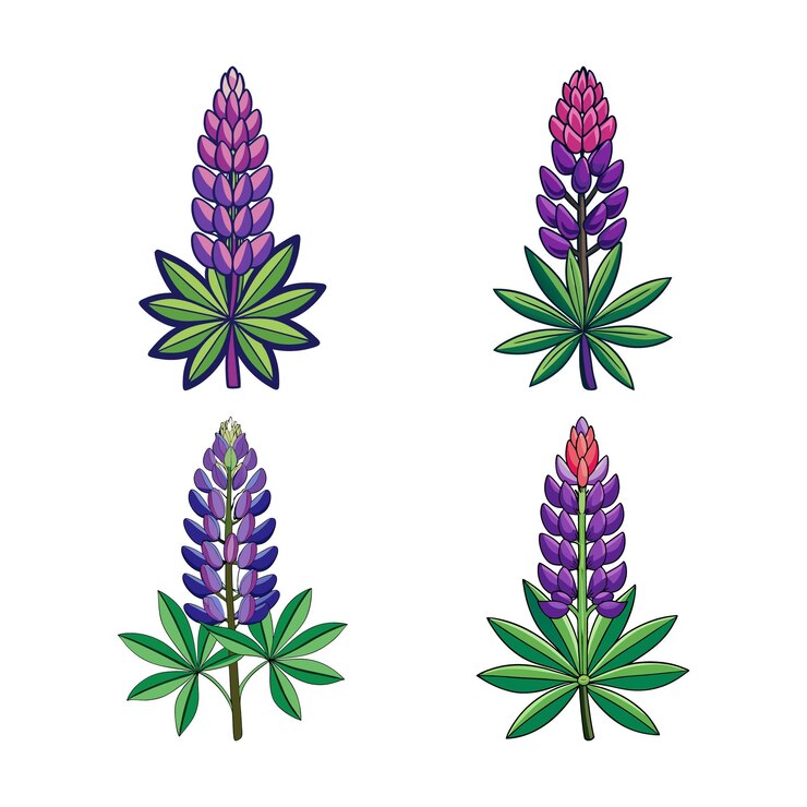 Vector ilustraciones de flores de lupino con colores púrpura y verde perfectos para diseños florales