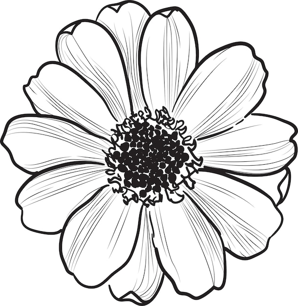 ilustraciones de flores de margaritas