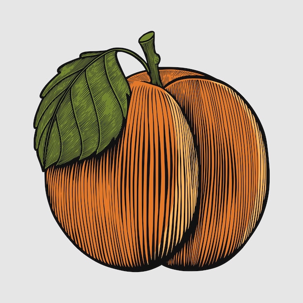 Ilustraciones de grabado de bocetos de frutas de durazno