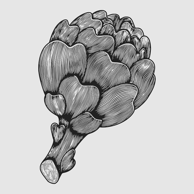 Ilustraciones de grabado de bocetos vegetales de alcachofa