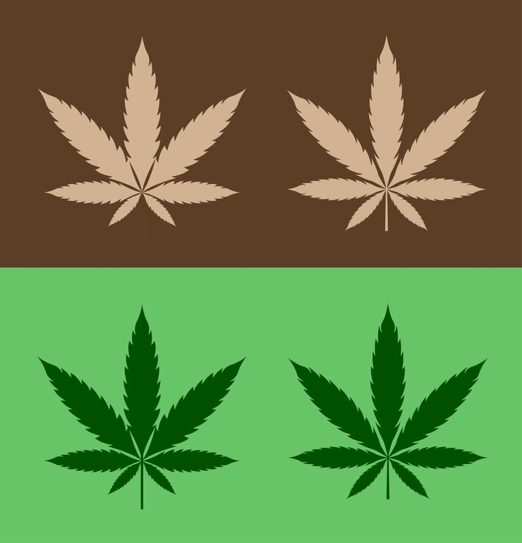 Vector ilustraciones de las hojas de cannabis