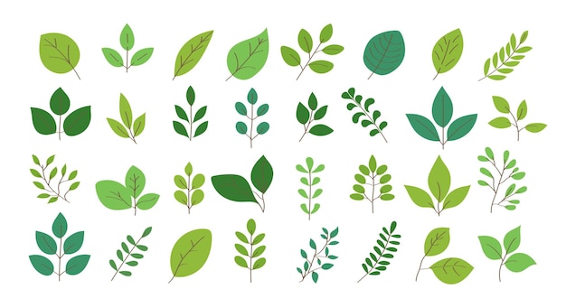 ilustraciones de hojas verdes en estilo plano Varios diseños vegetales y botánicos con diferentes formas