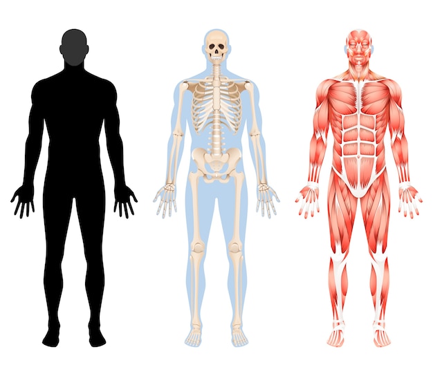 Vector ilustraciones de human body skeleton and muscular system