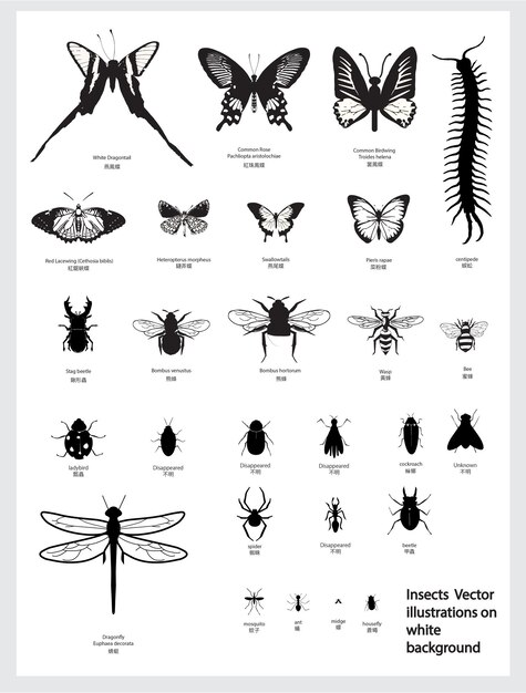 Vector ilustraciones de insectos vectoriales en fondo blanco