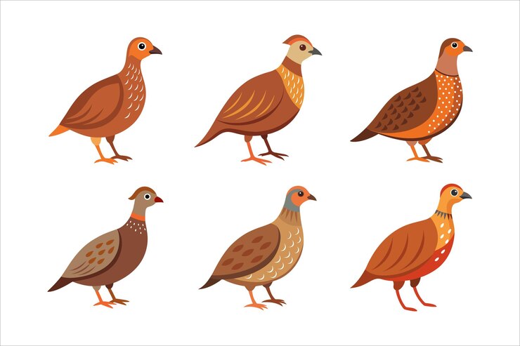 Vector ilustraciones isométricas de francolin