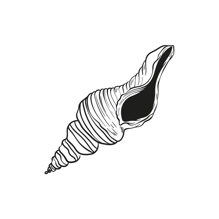 Vector ilustraciones de líneas grabadas a mano de conchas de moluscos realistas en varias formas